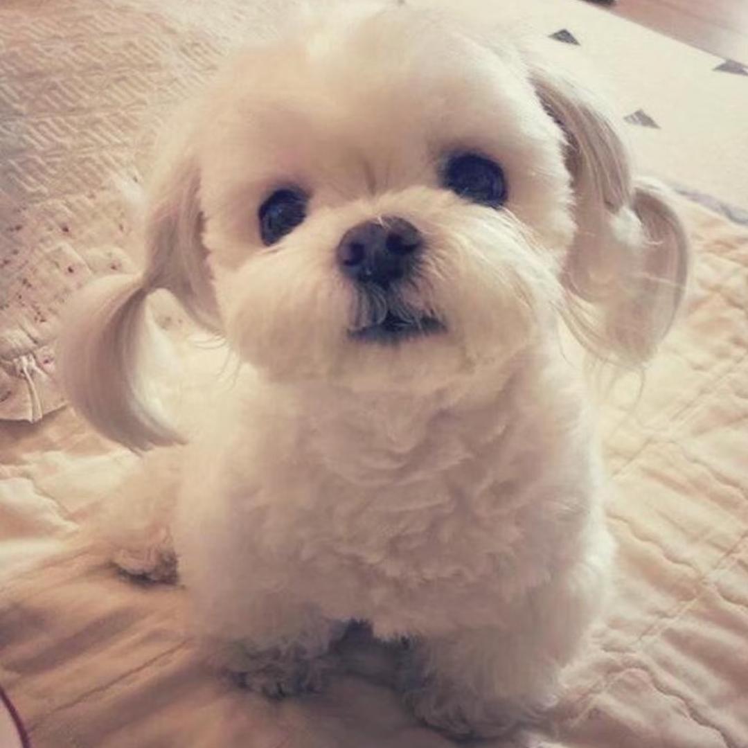 雪糕侠