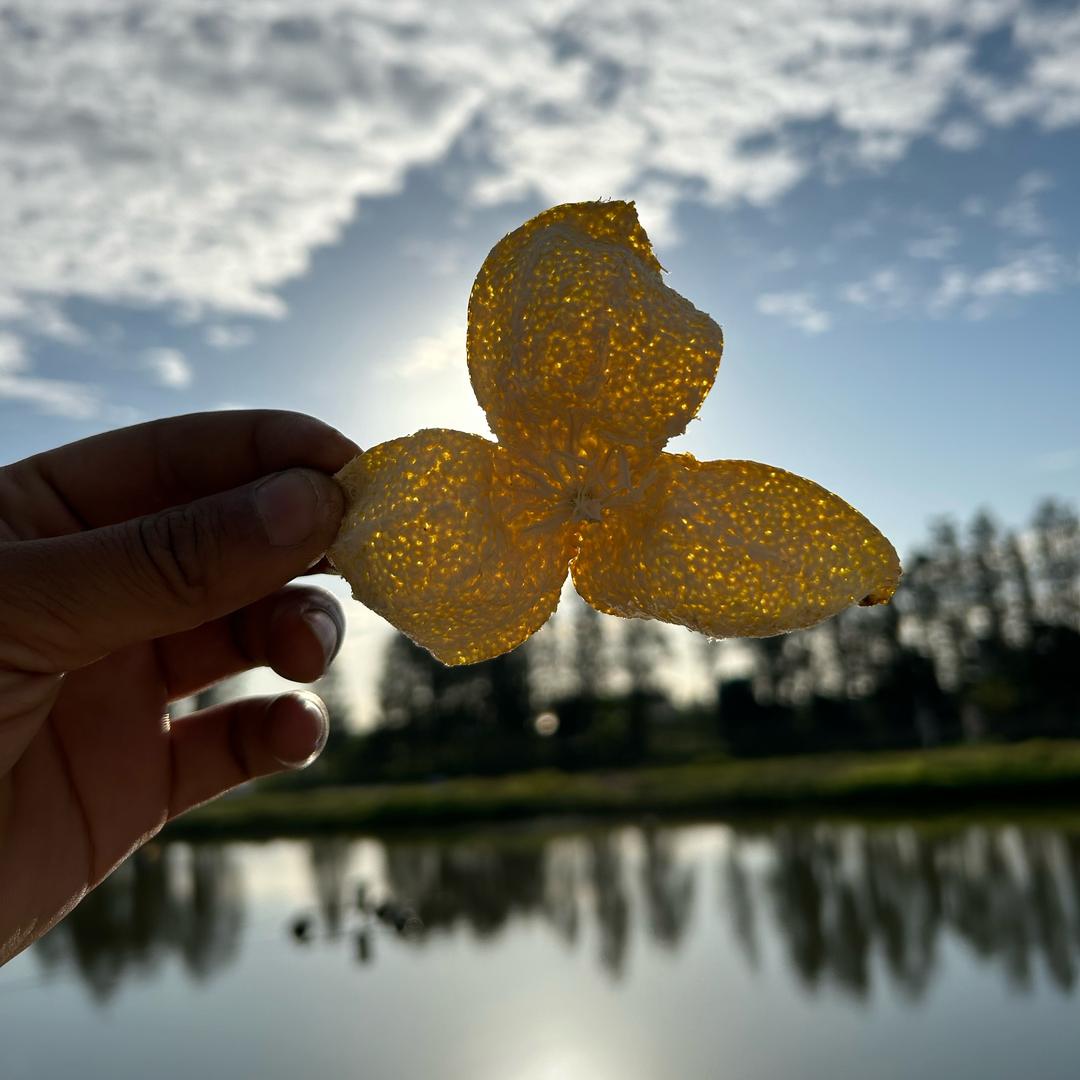 墨辰茶枝柑种植（双水、罗坑）