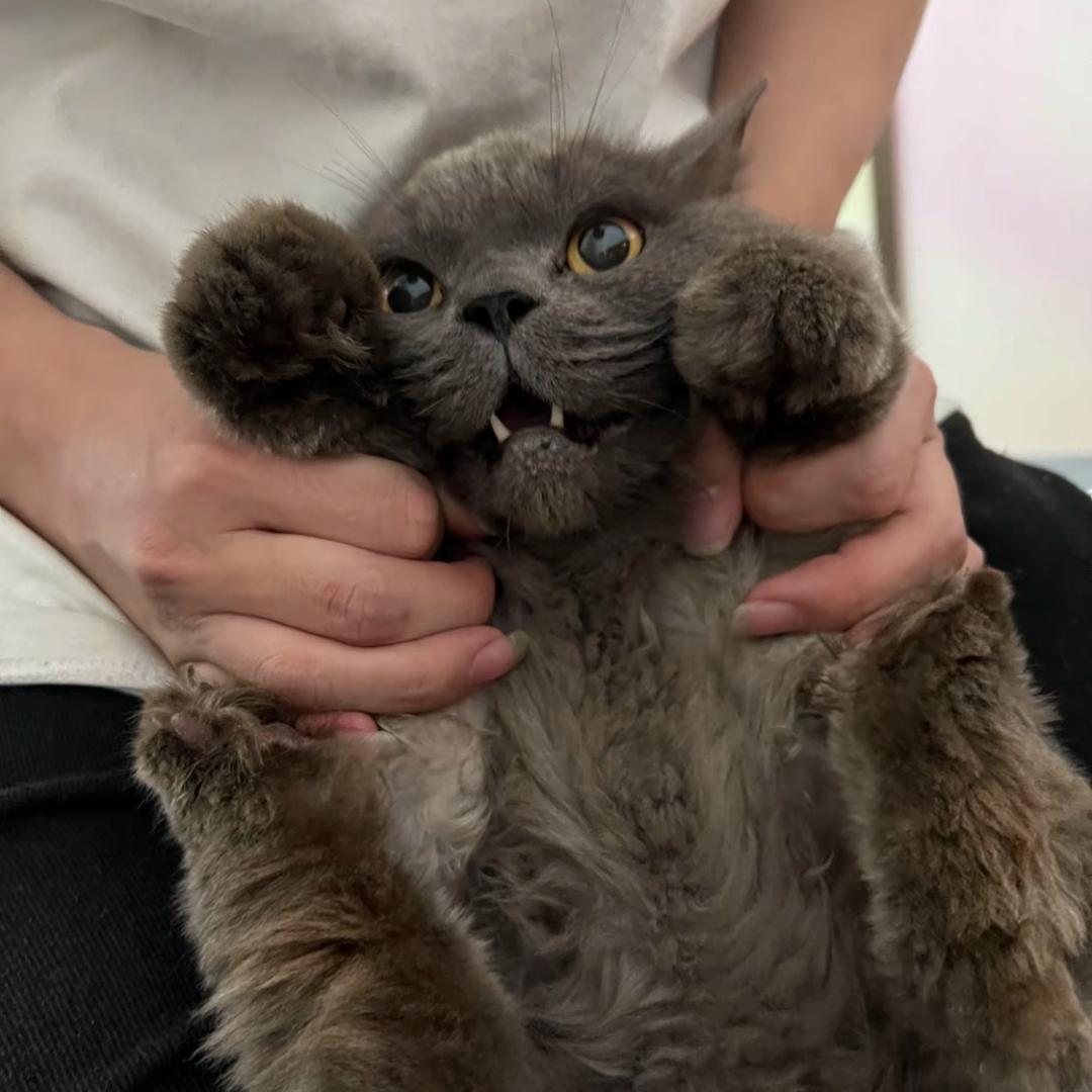 怪癖