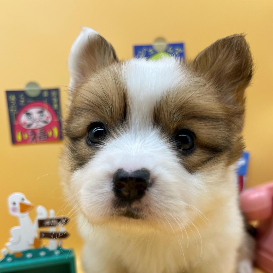 威海贝萌的犬舍