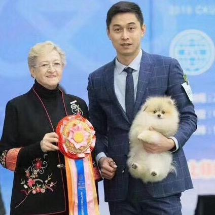 淮安金宝家博美犬