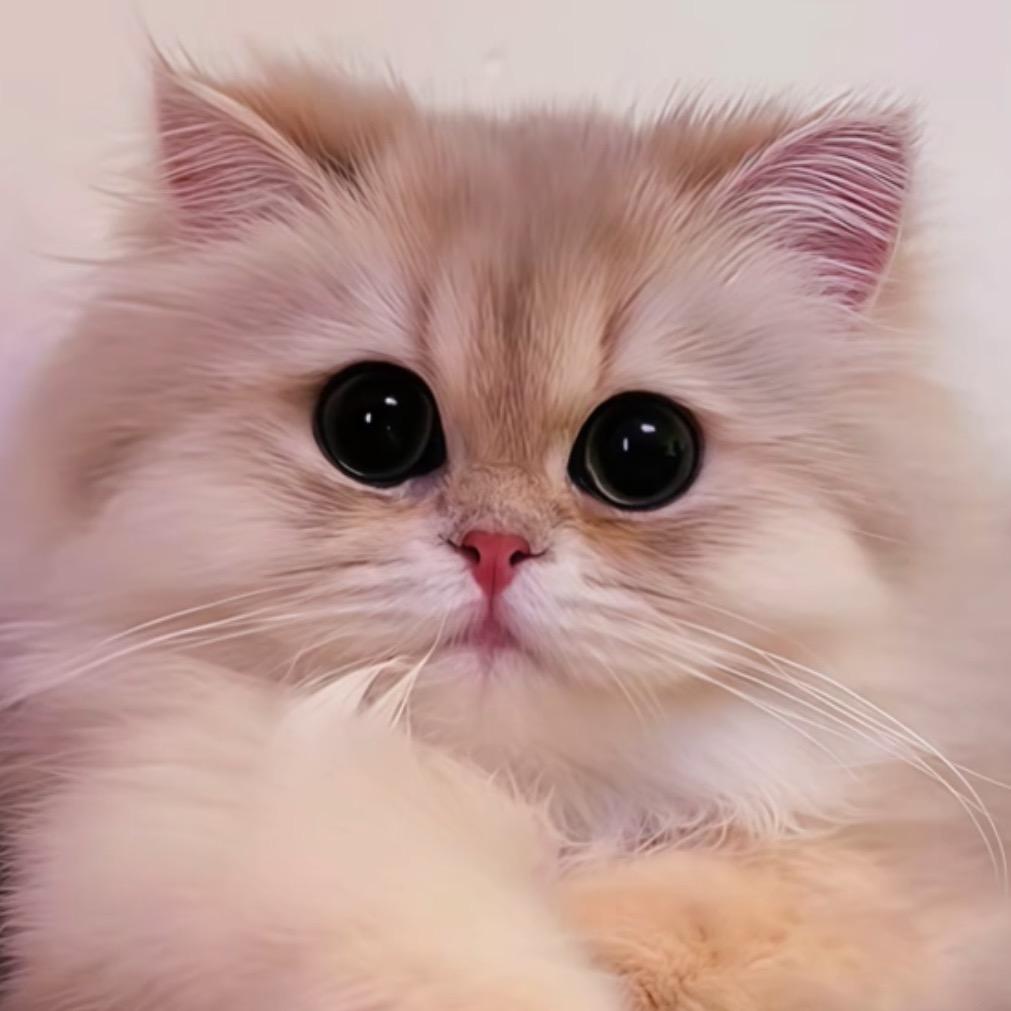 糖系🍬小猫^