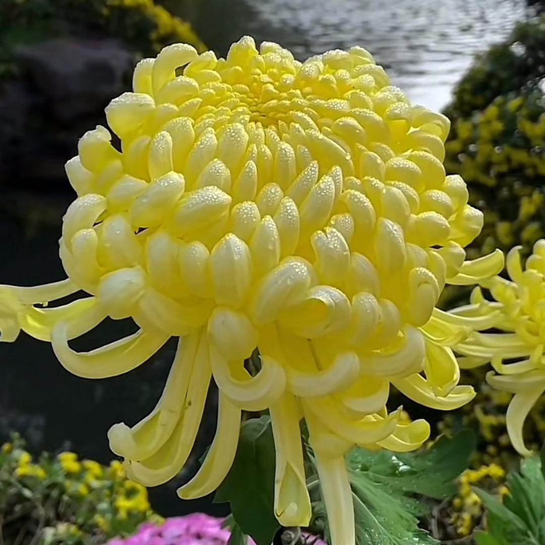 富贵花开