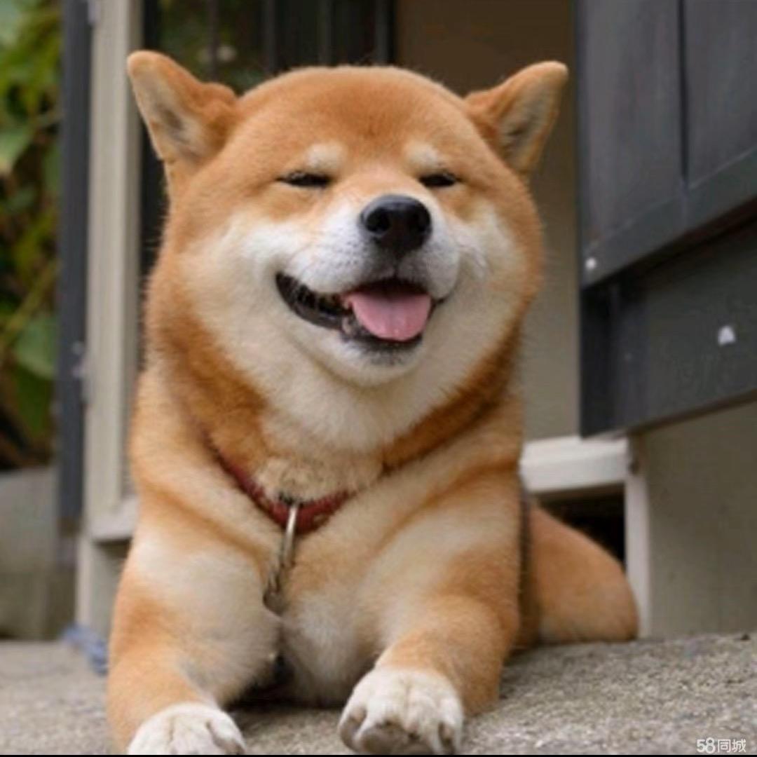 萌七宠物