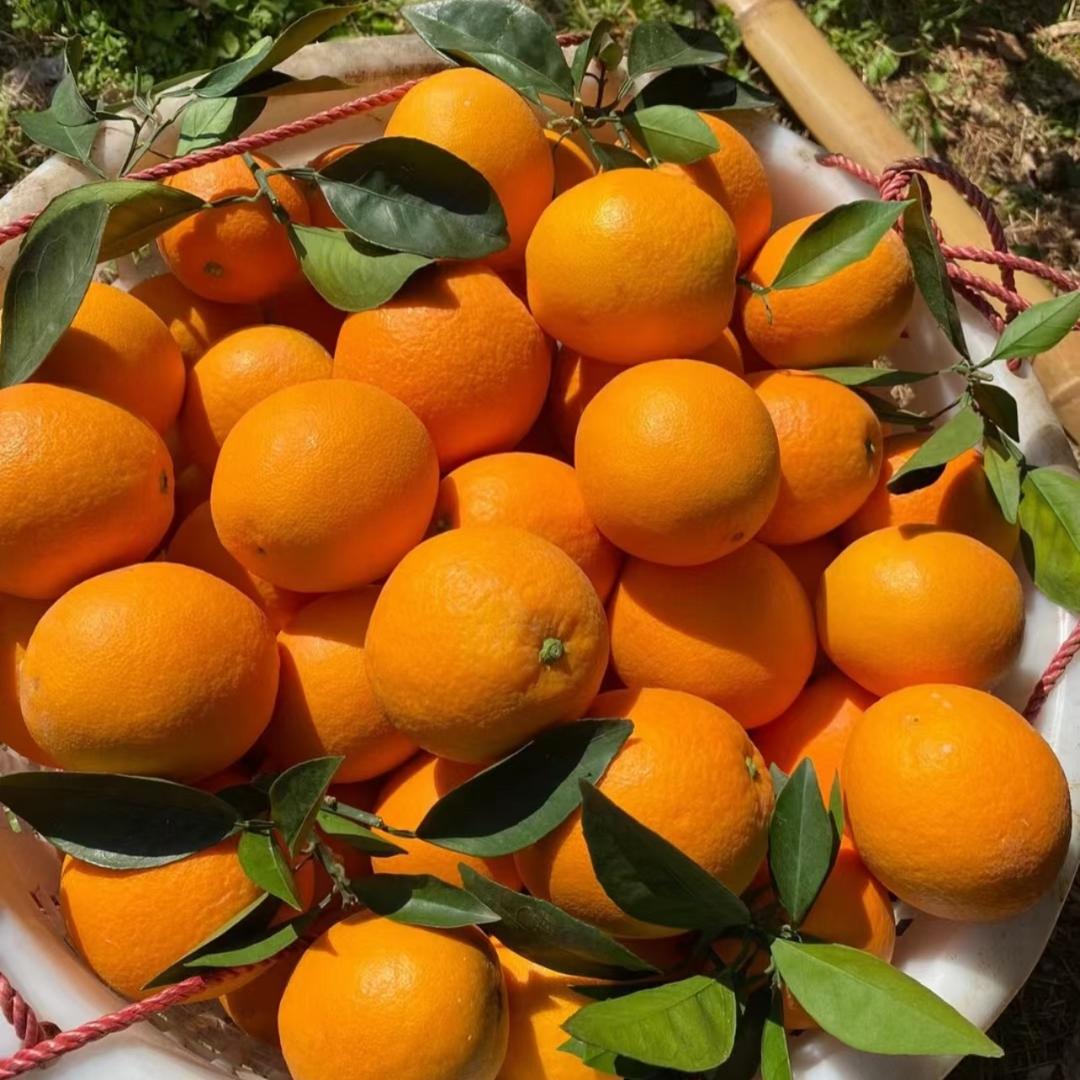 赣南脐橙明天到🍒
