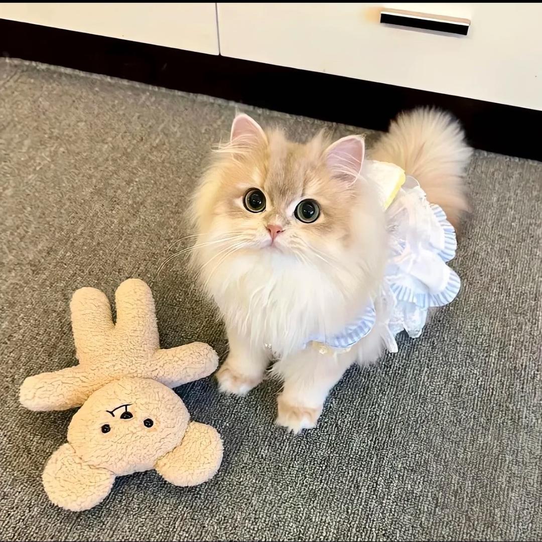 犯困的小毛