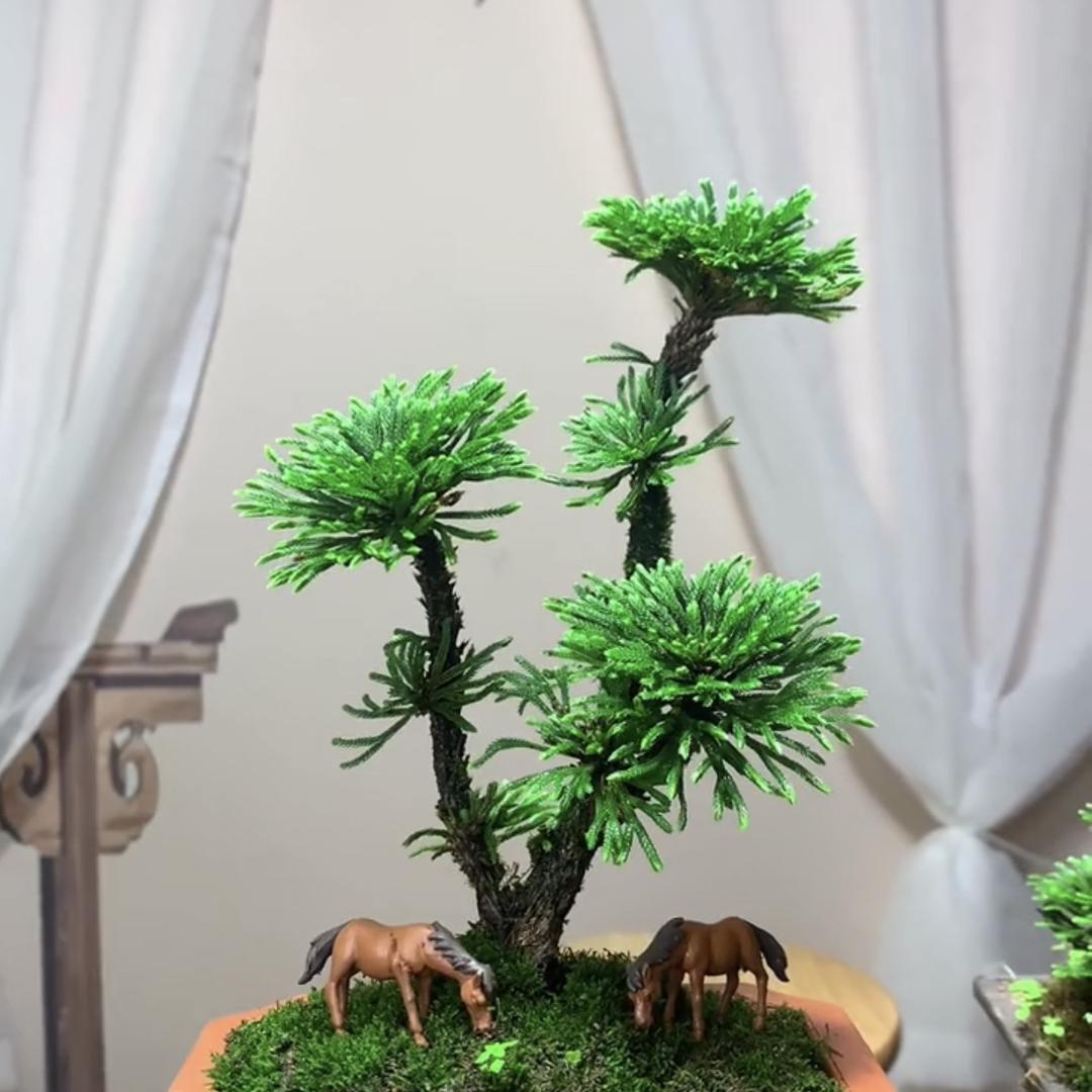 大山·卷柏