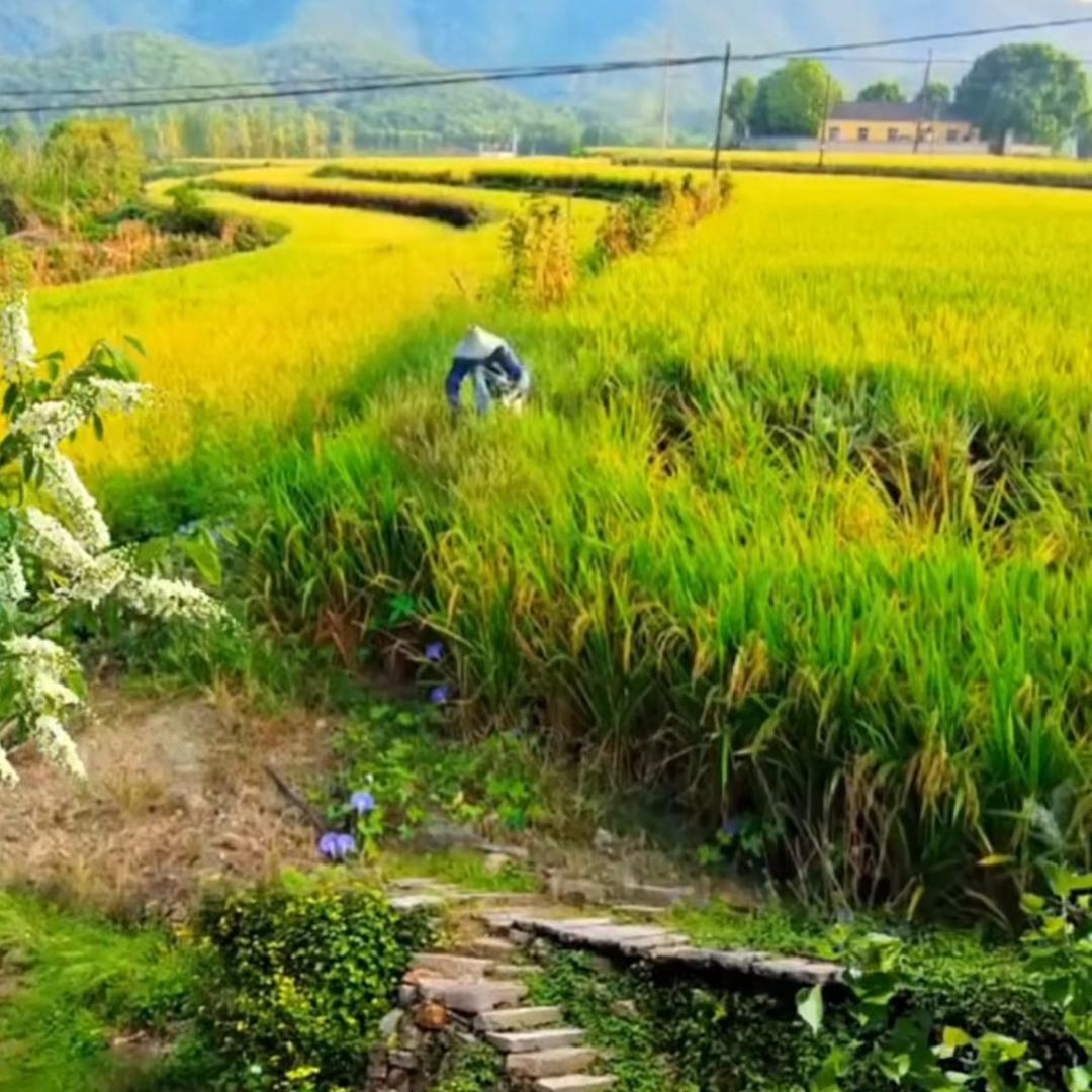 耿小妹田园（商品在橱窗）