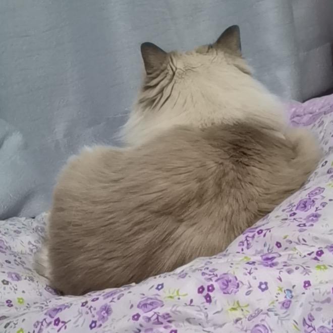 🐱的夏天