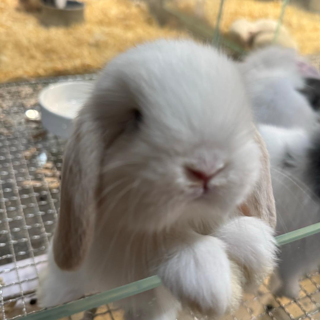 耶斯莫拉