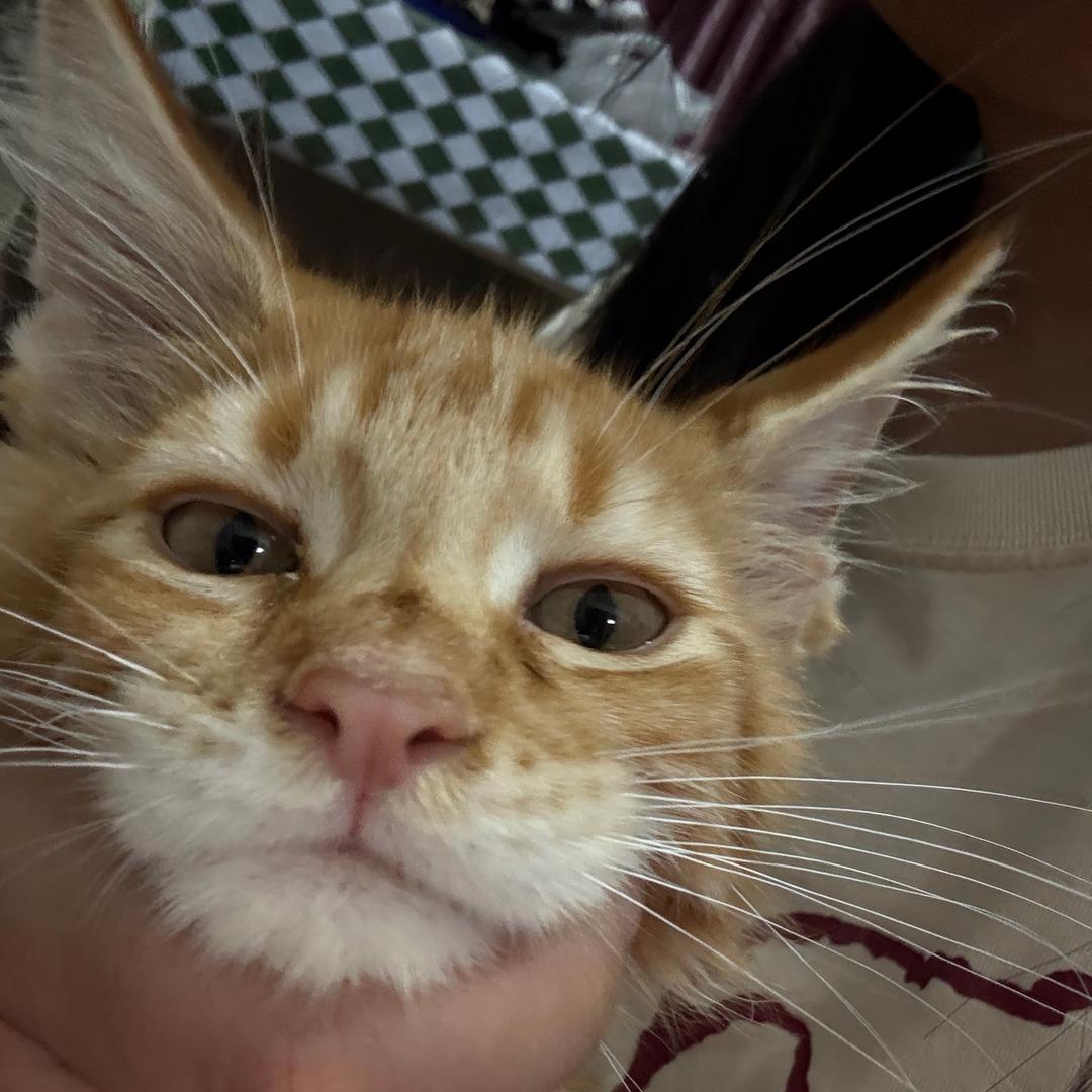 木木小破猫