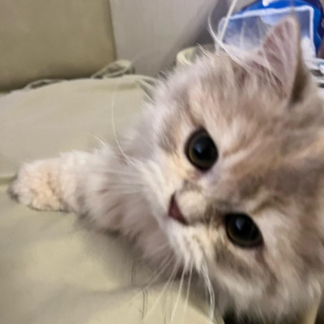 小啵妞（四个月版）