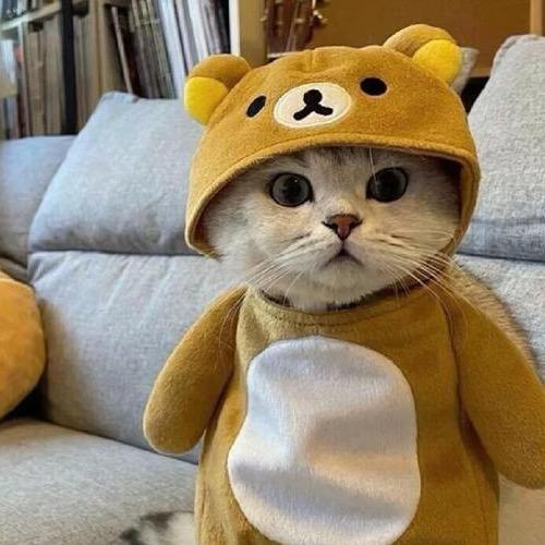 小花猫🐱😻