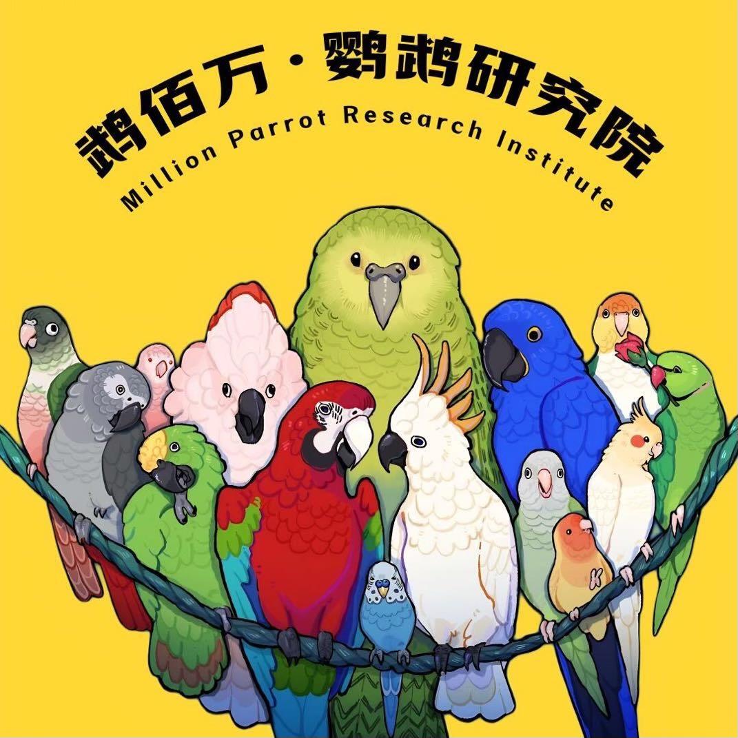 鹉佰万·鹦鹉研究院-倩倩