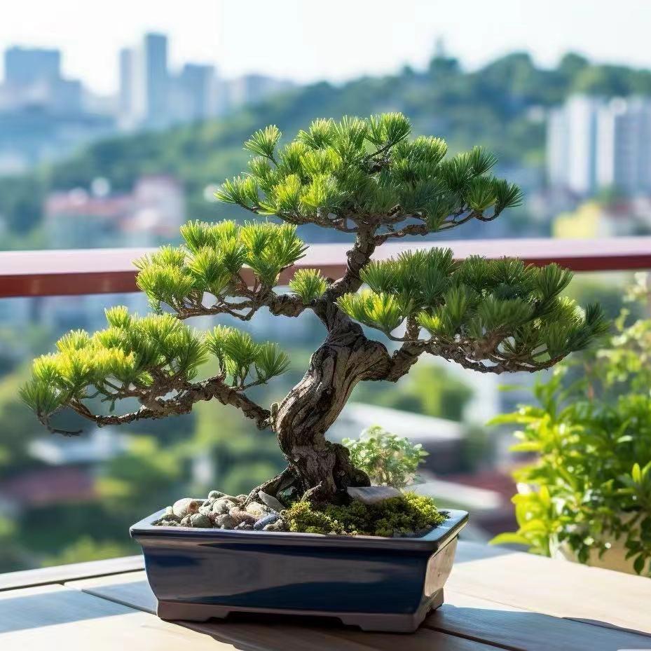 白和驹盆景园艺