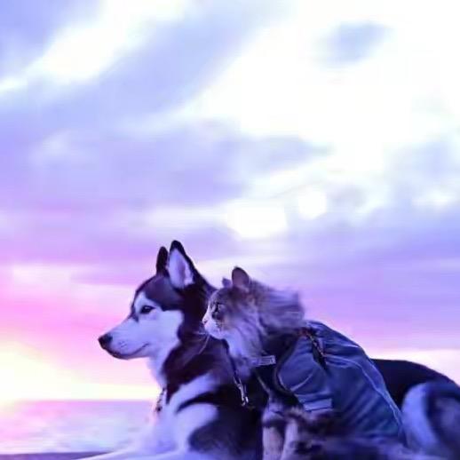 四季安贝安诺宝邦猫粮狗粮保健品