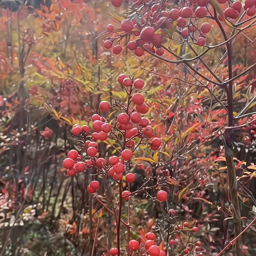 兄弟优选园艺（18:30）