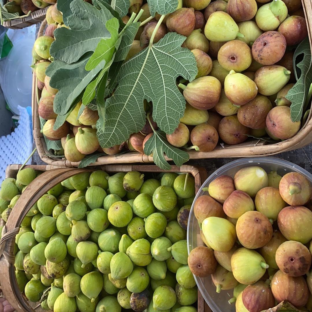 曹县无花果采摘园