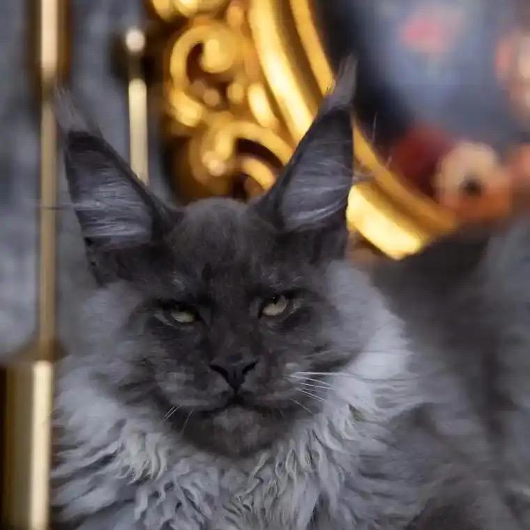 龙福堂✨妹宝九九