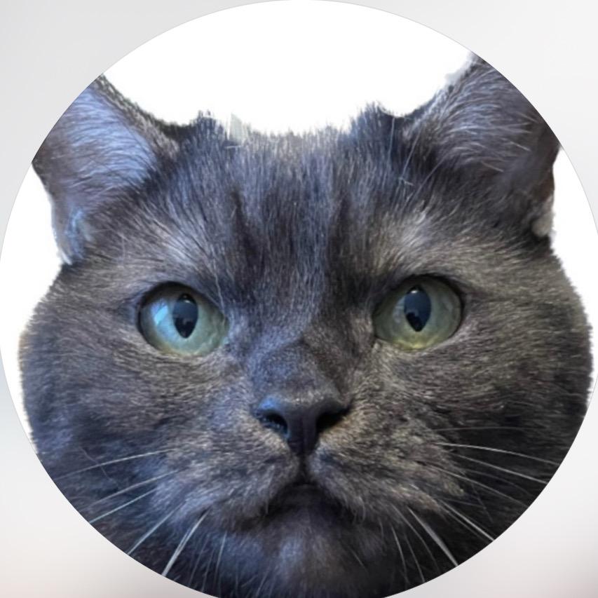 黑猫