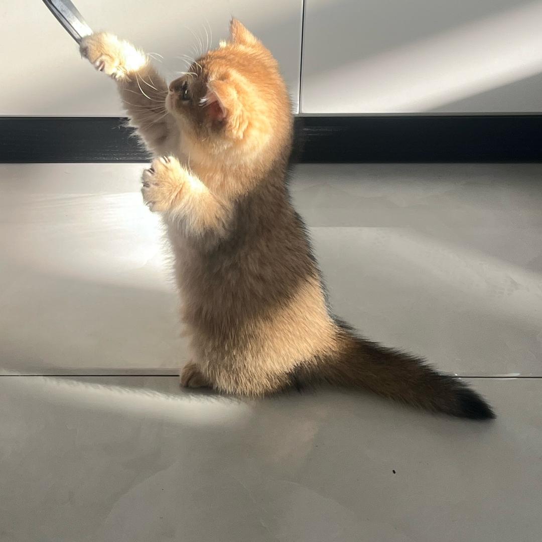 金银宠