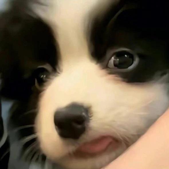 我的ID配享太庙