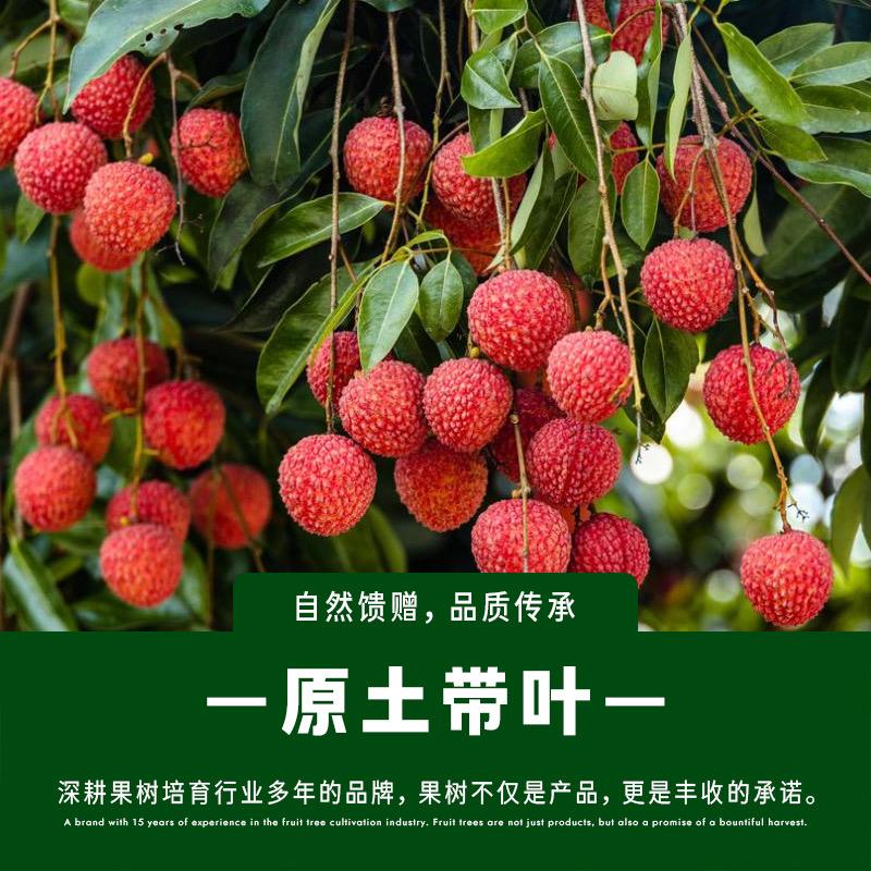 胖掌柜菁禾坊绿植专卖店