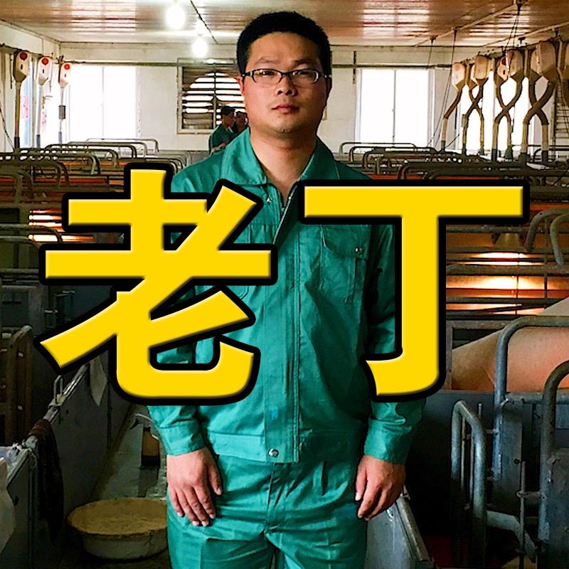 老丁养猪