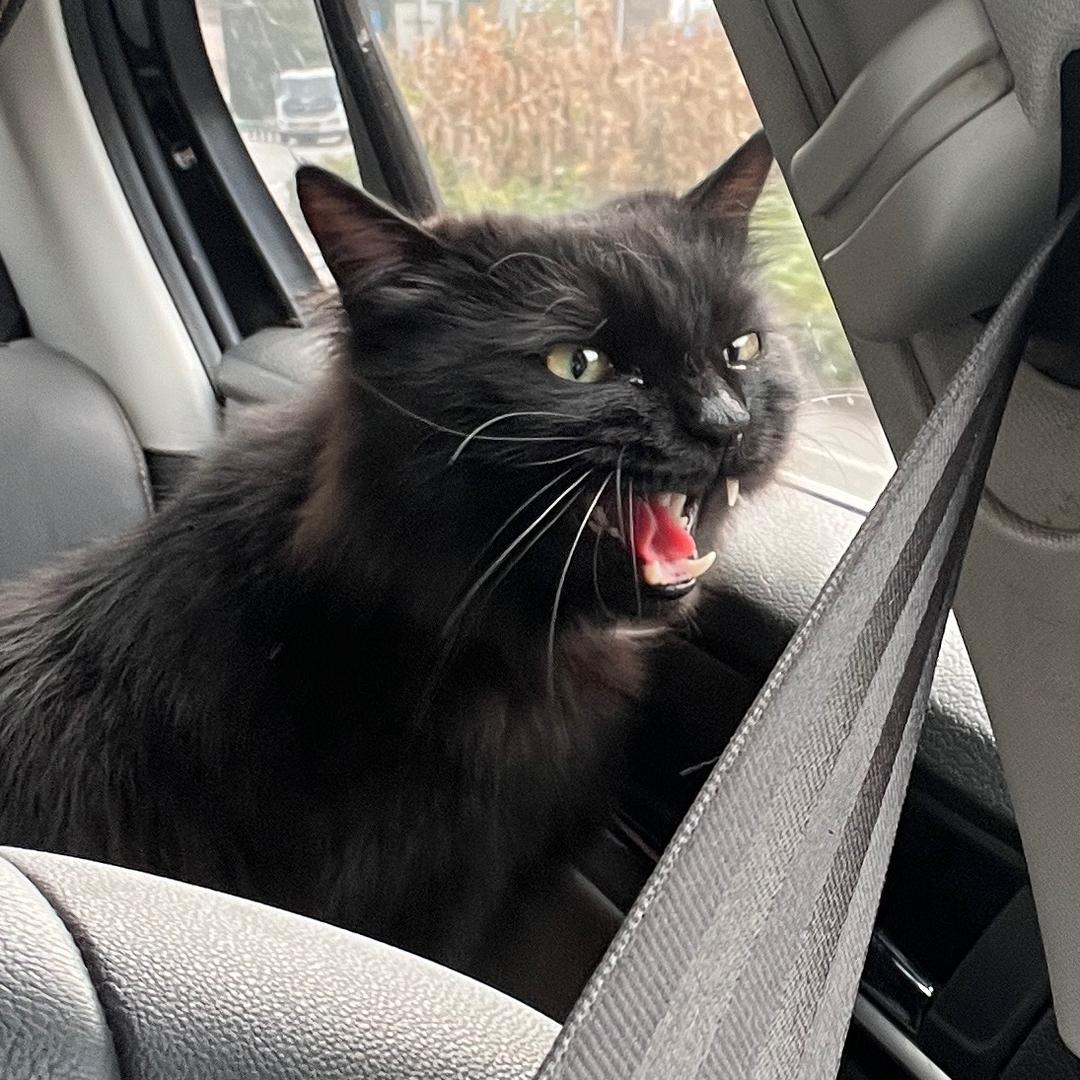 六月是一只猫🐱