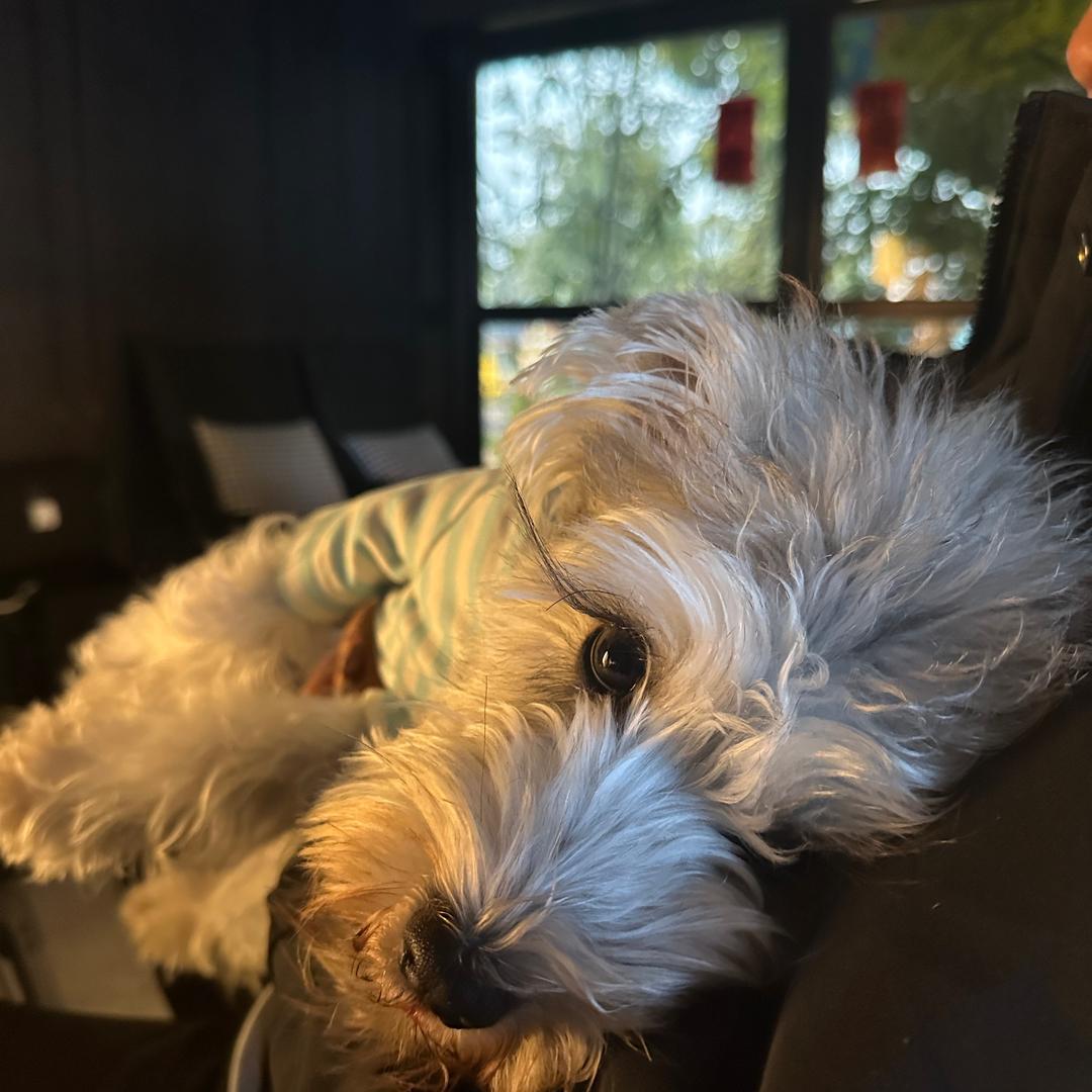 小绵家提拉米苏