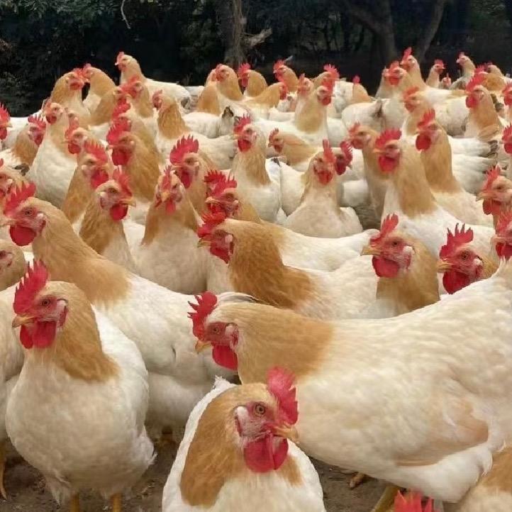 宝盛宠物珍禽综合严选