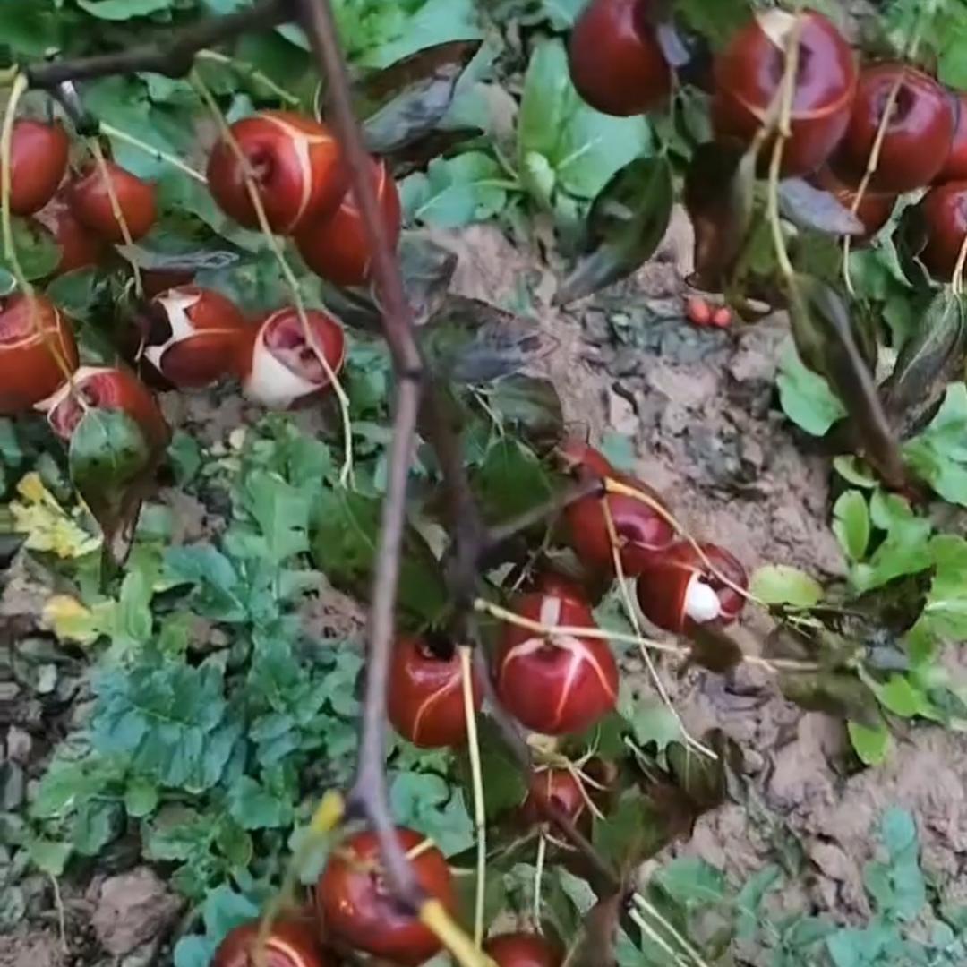深情