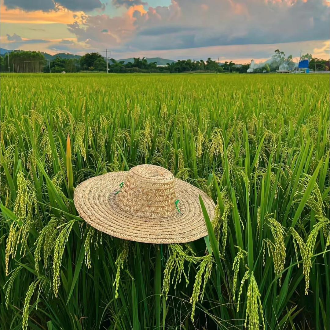 小陈五常大米🌾