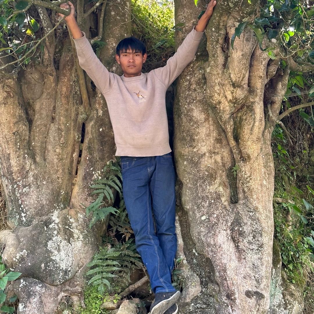 黑哥茶业黑熊山古树茶