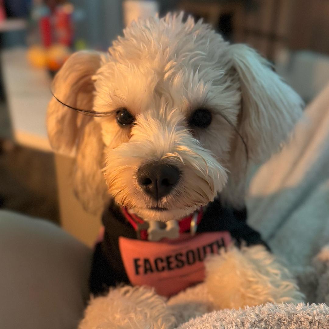 Didi弟