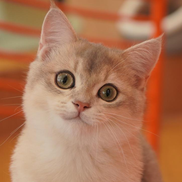 招财是只猫@抖音