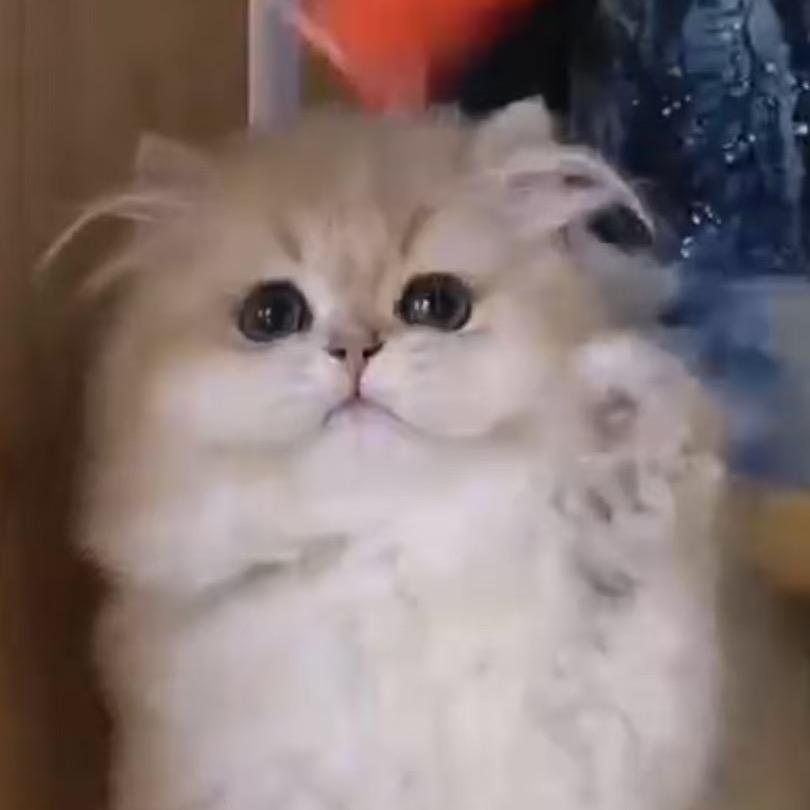 旺宝宝宠物