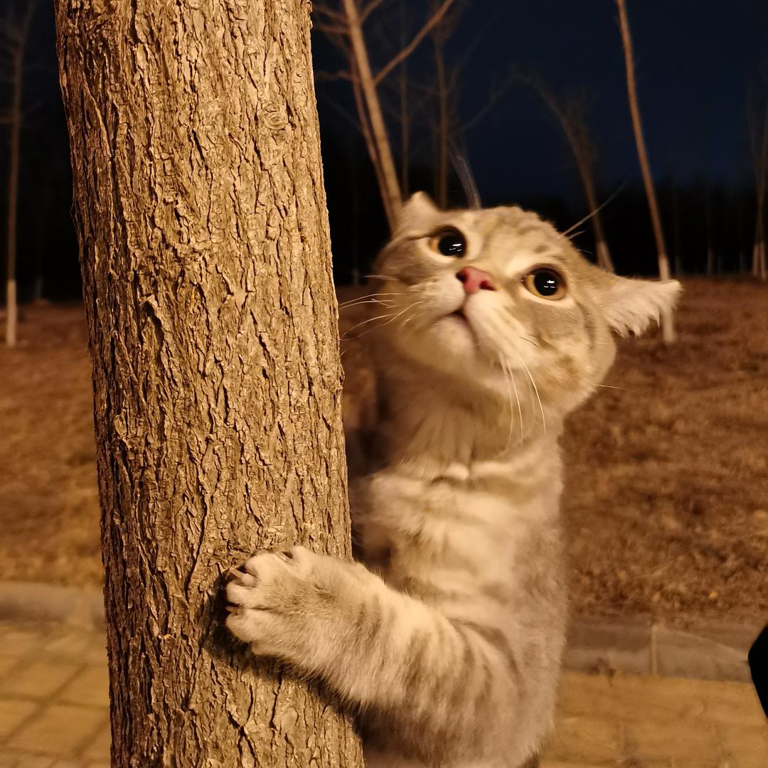 小酸瓜