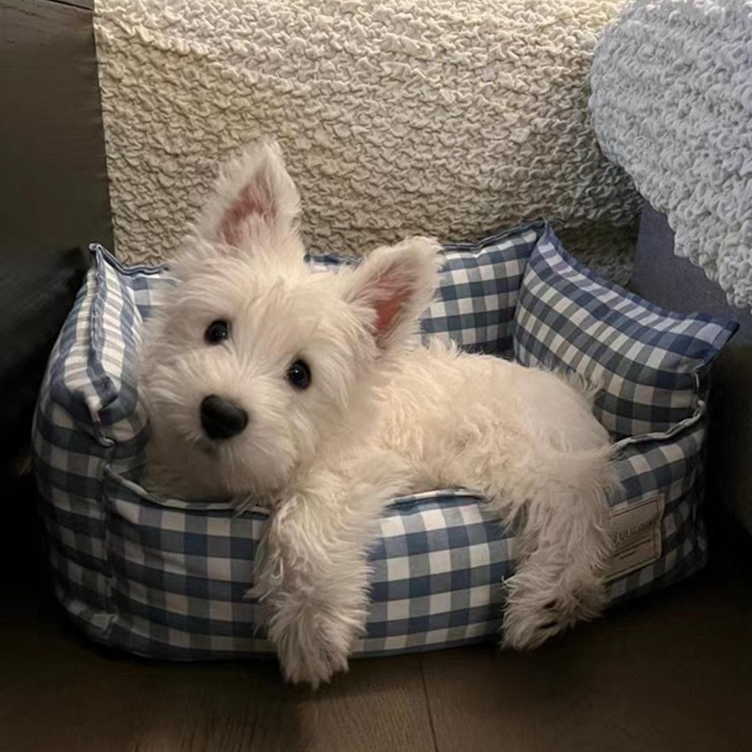 想要一个小猫咪