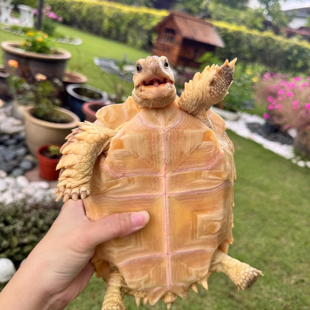 龟多多批发