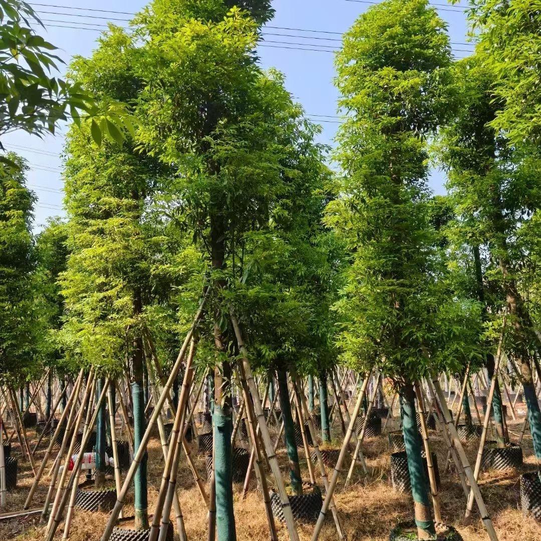 建绿园林【全国苗木供应链】