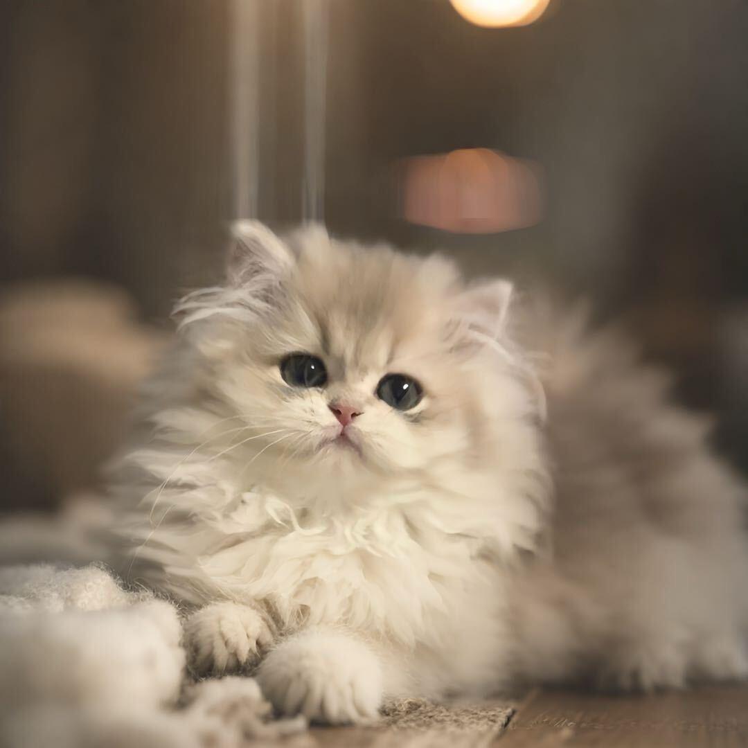 芒果核和小猫