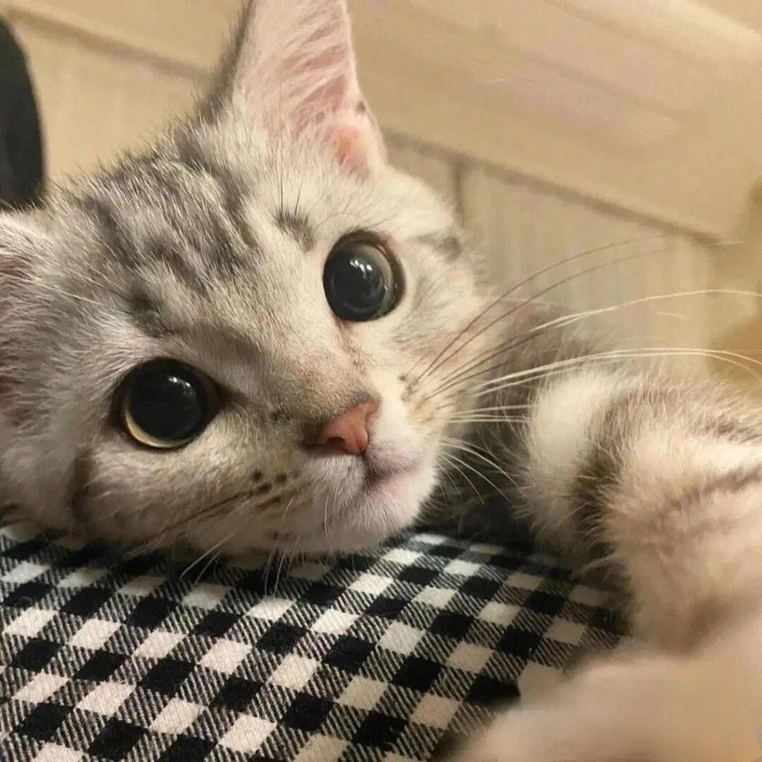 豆豆小猪咪