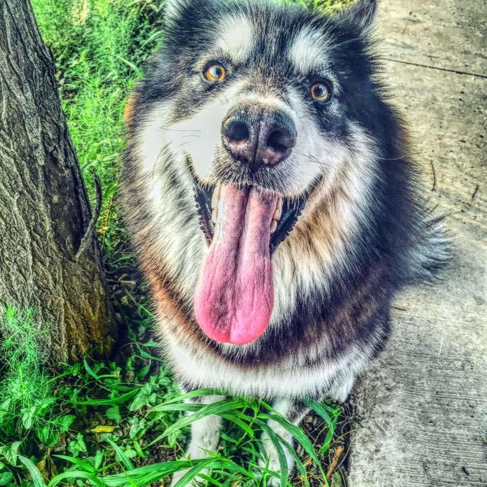 🌈狗不理bo