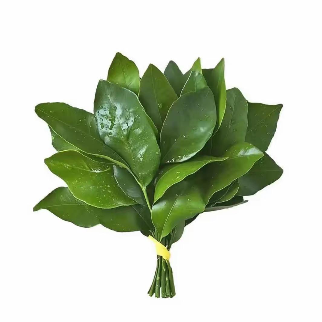 木柯