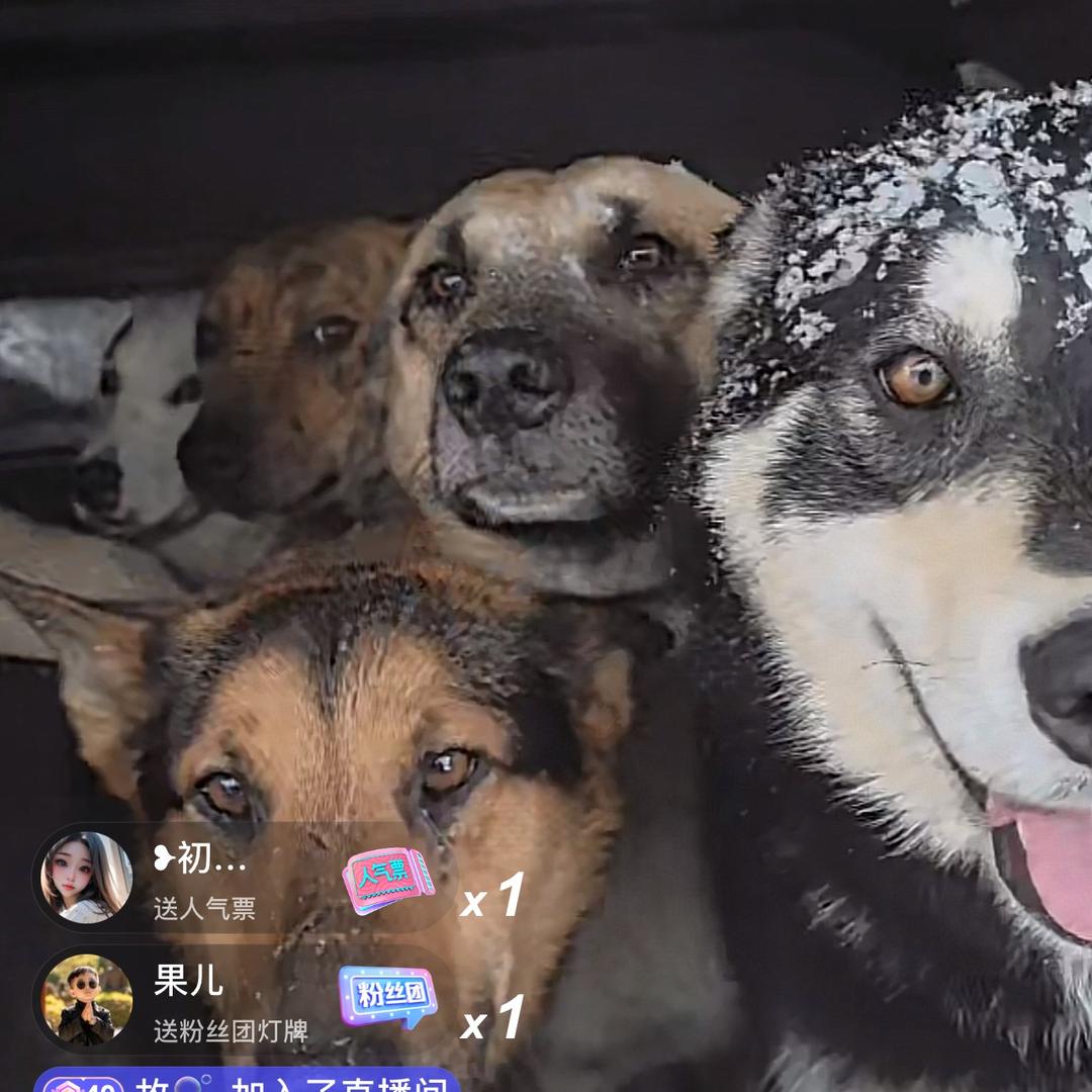 讨厌吐司边边（西北刀客切片）