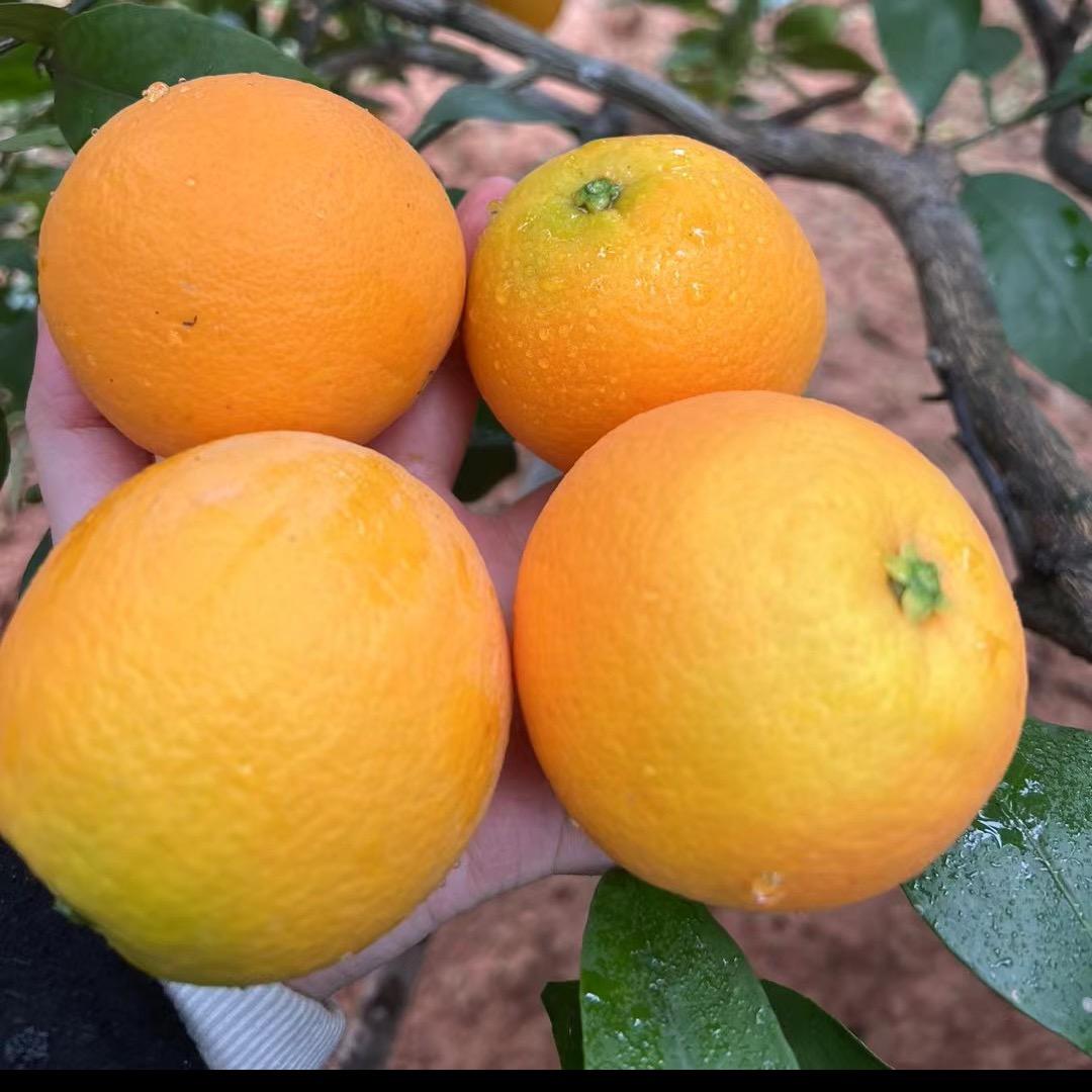 橙屹漫漫