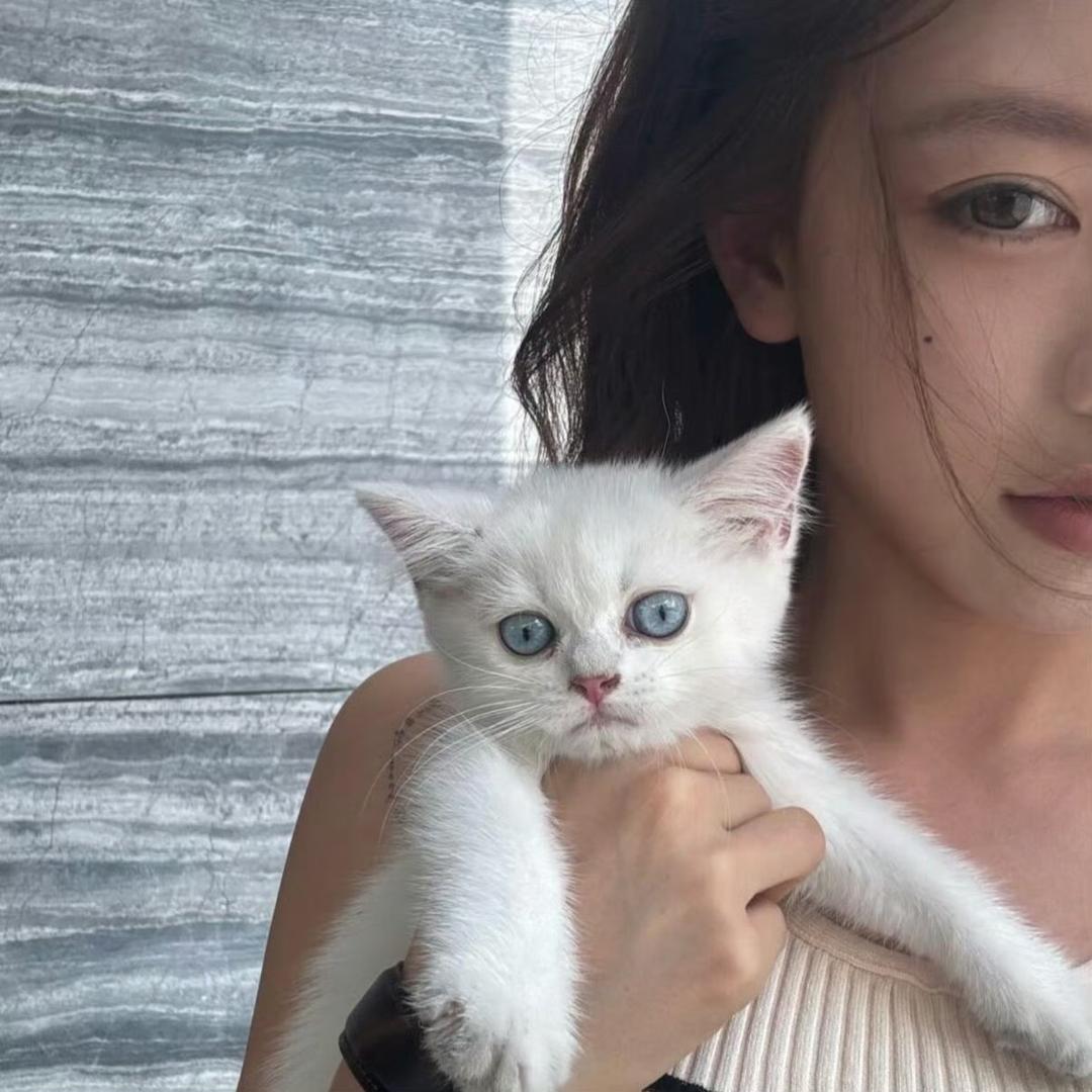 小🐑