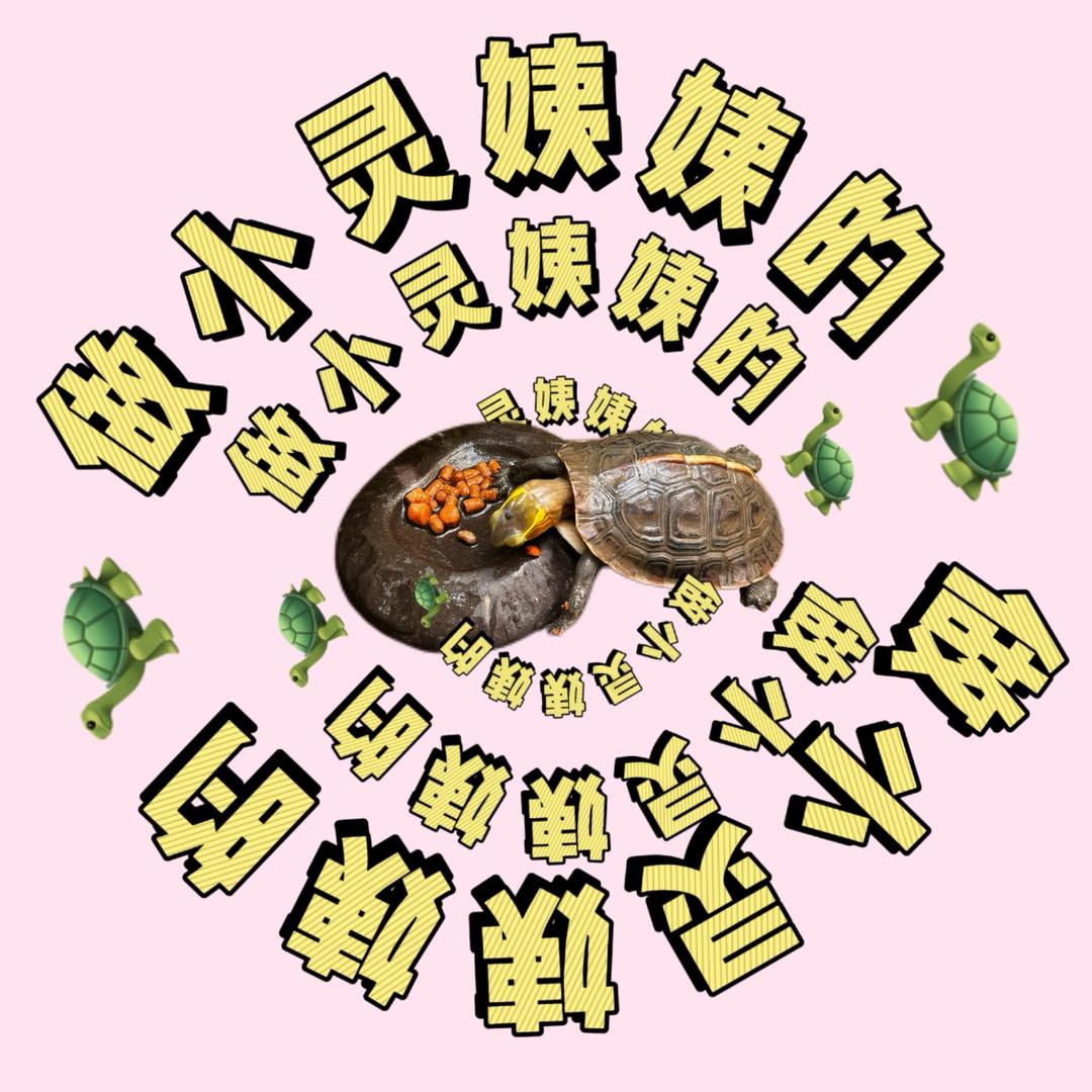 做小灵姨姨的🐢