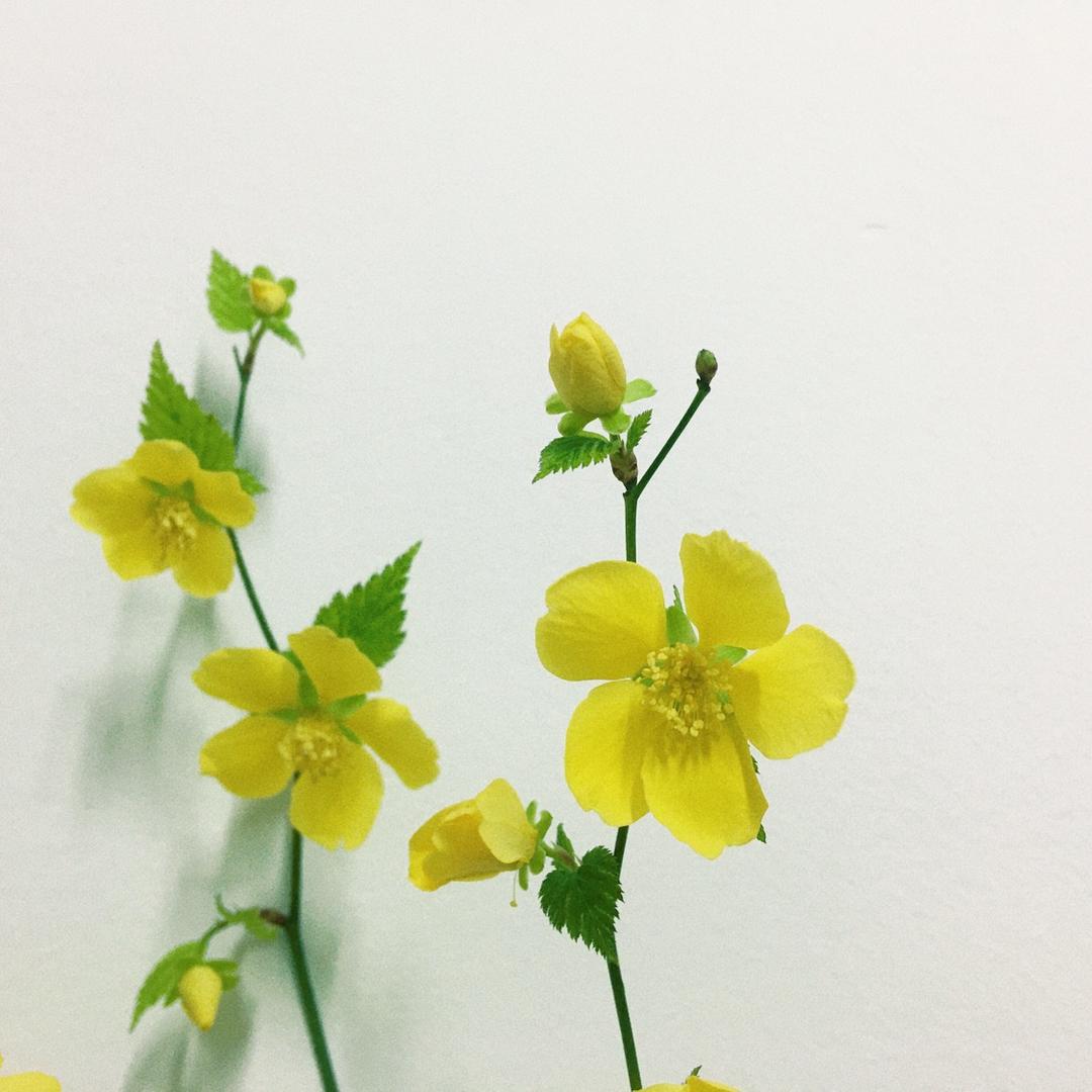 小胡胡的局